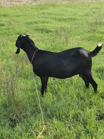 desi bakri 4month ki gabanh