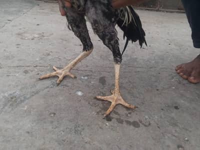 2 Rooster