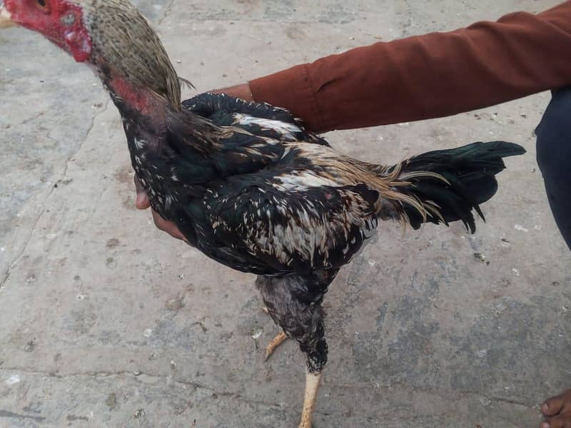 2 Rooster 1
