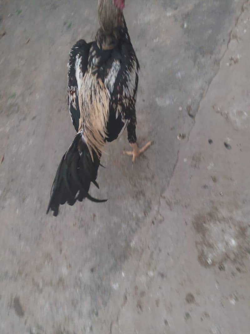 2 Rooster 2