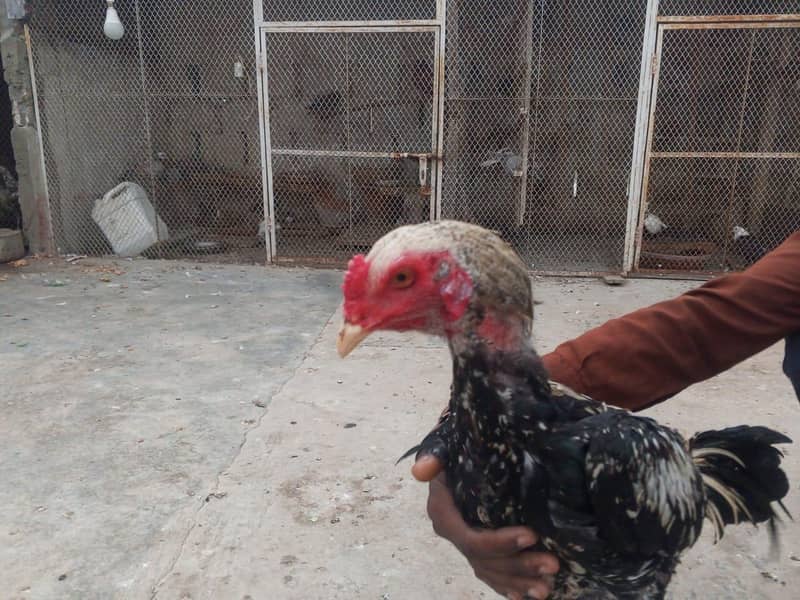 2 Rooster 3