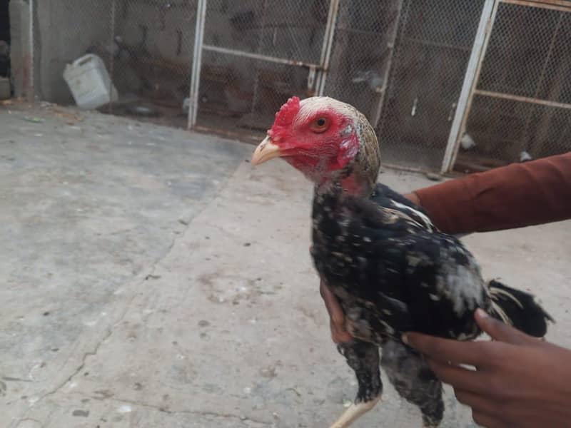 2 Rooster 4
