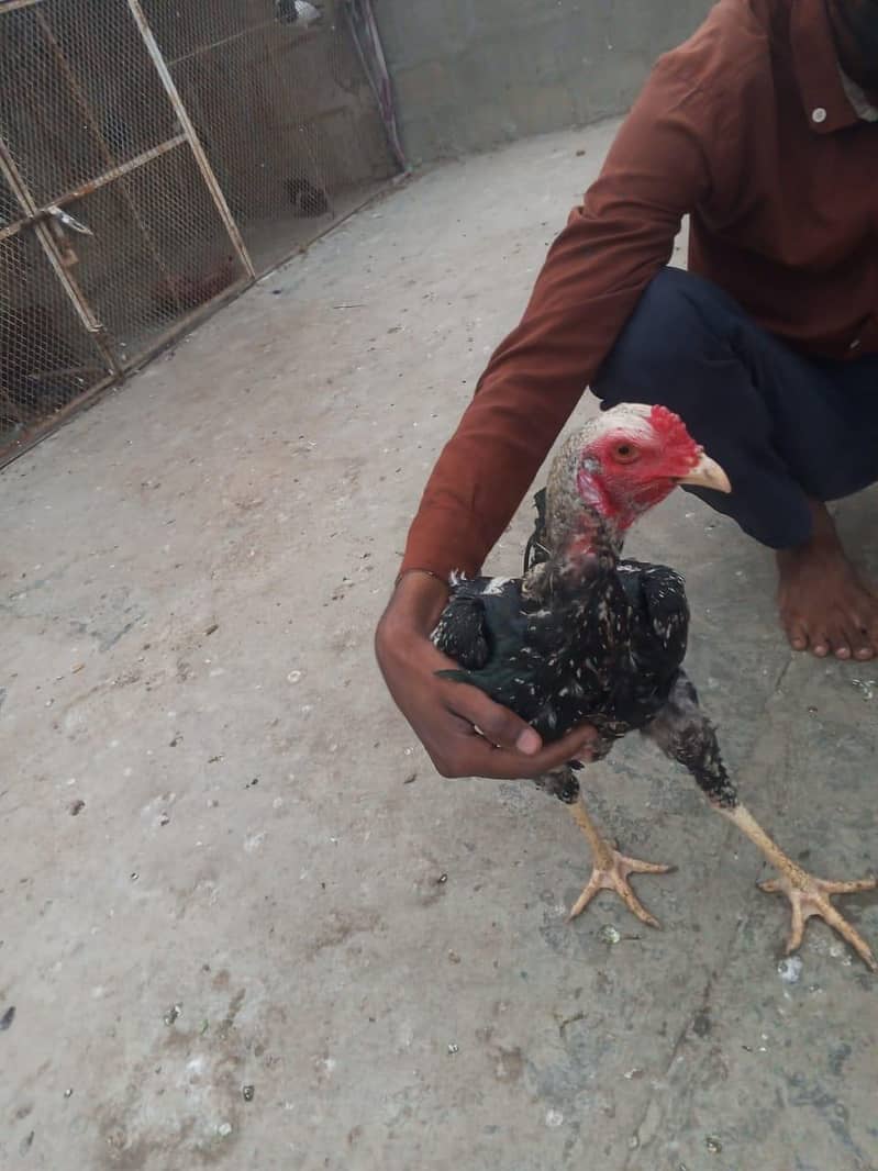 2 Rooster 5