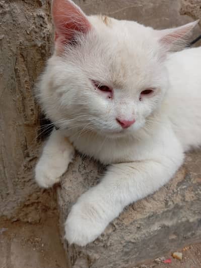 A healthy male Cat is for sale in resionable price