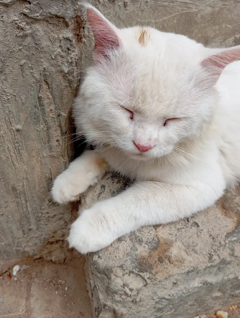 A healthy male Cat is for sale in resionable price — photo 2