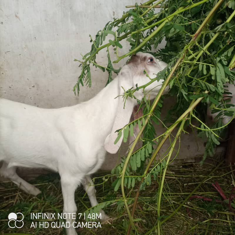 bakra 0