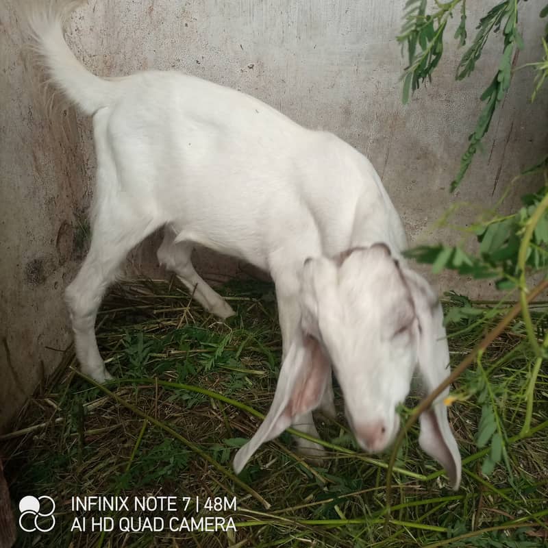 bakra 1