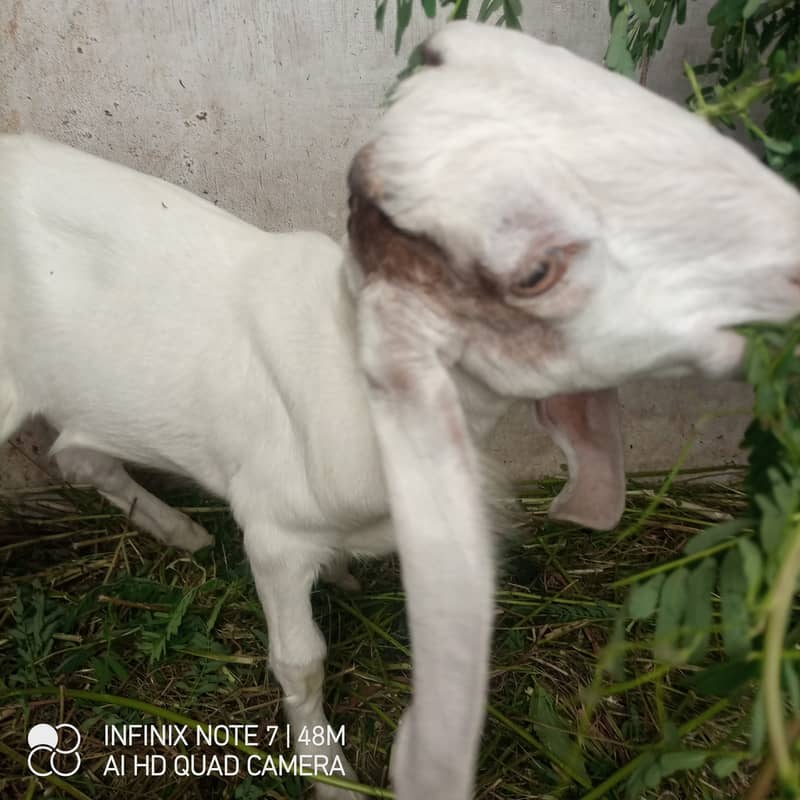 bakra 2