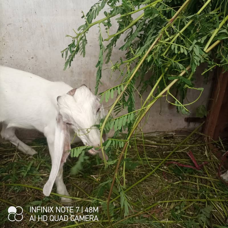 bakra 3
