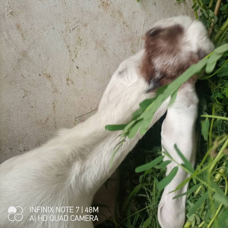 bakra 4