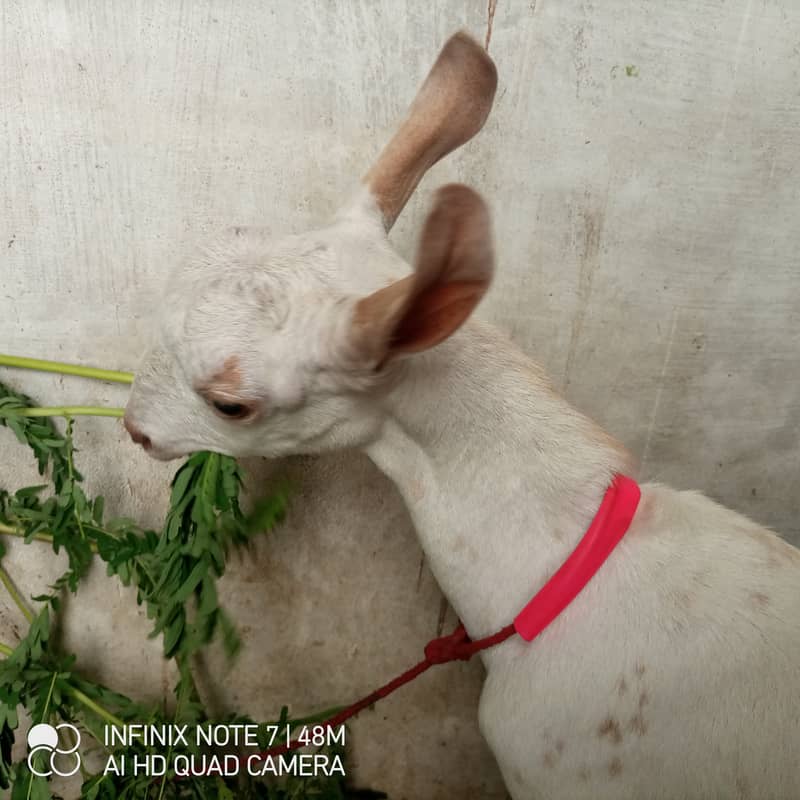 bakra 5