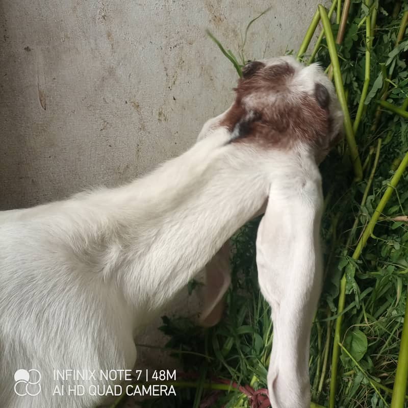 bakra 6