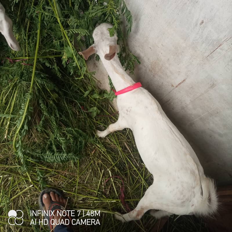 bakra 7