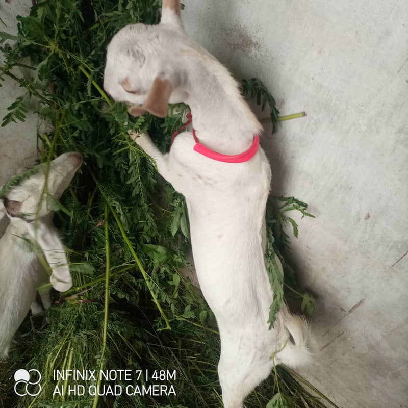 bakra 8