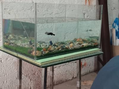 Fish tank with gold fish
