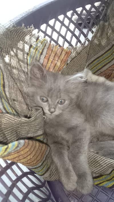Cute cat