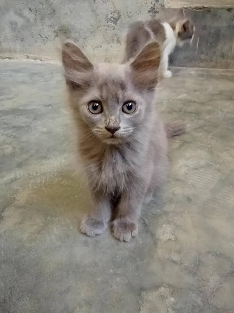 Cute cat 1