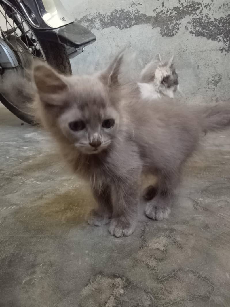Cute cat 2