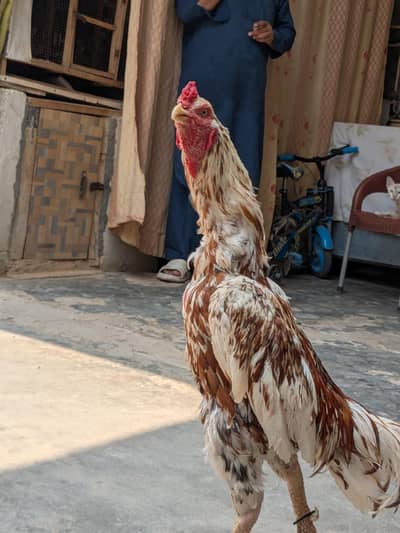 Aseel chena Murga For sale