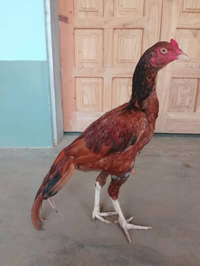 murga sale