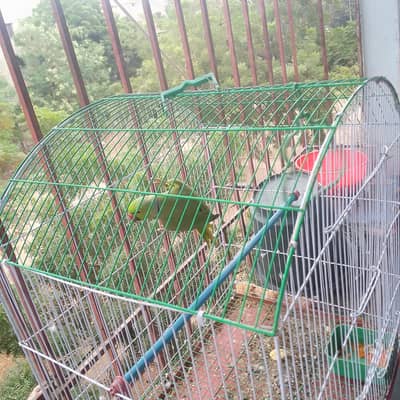 selling my parrot. Apni Marzi se bohat bolta hai. hand train nahi hai.