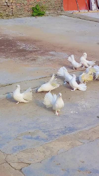 lakke pigeon for sale