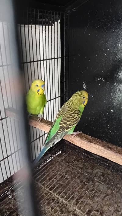 Available!!    Adult astralian parrot pair