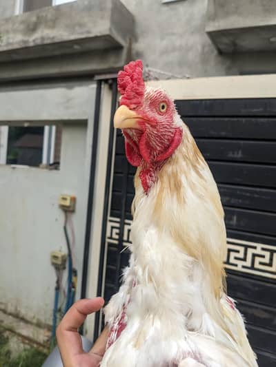 Heera aseel breeder
