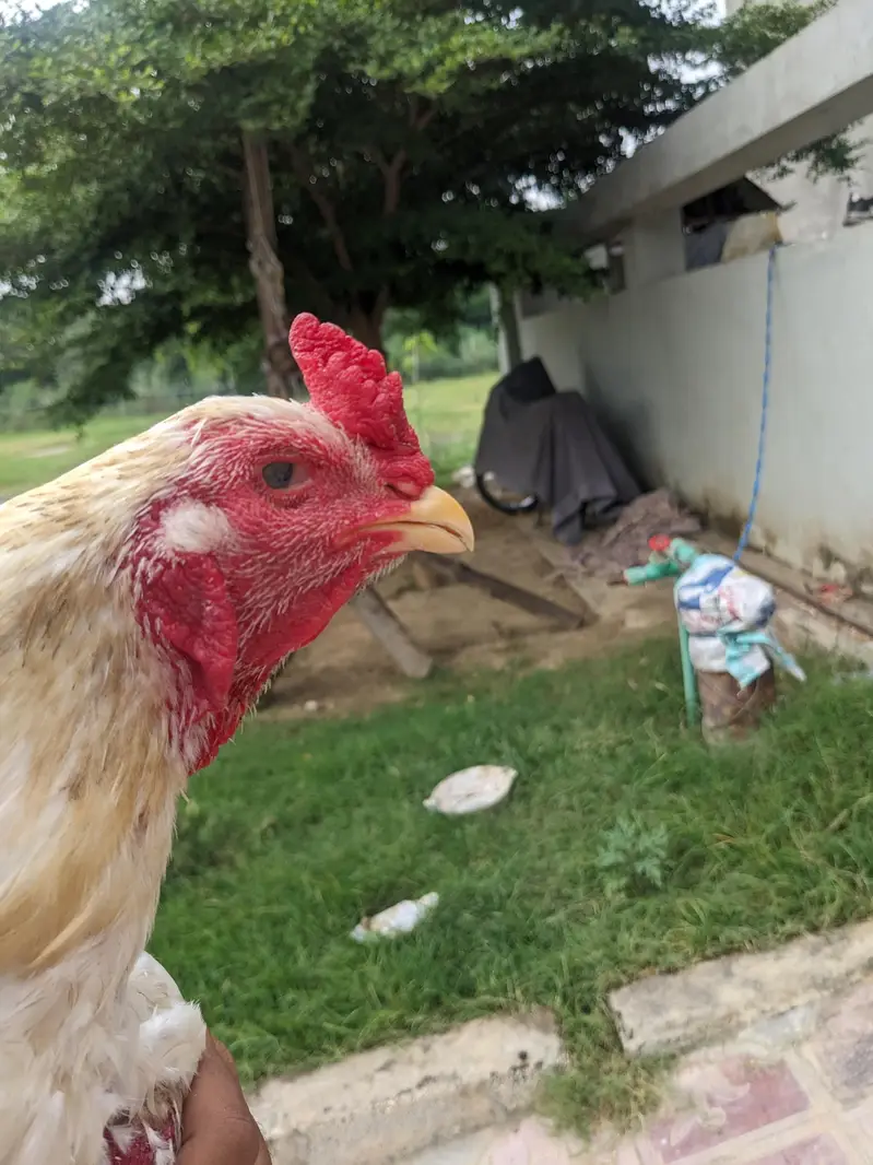 Heera aseel breeder — photo 2