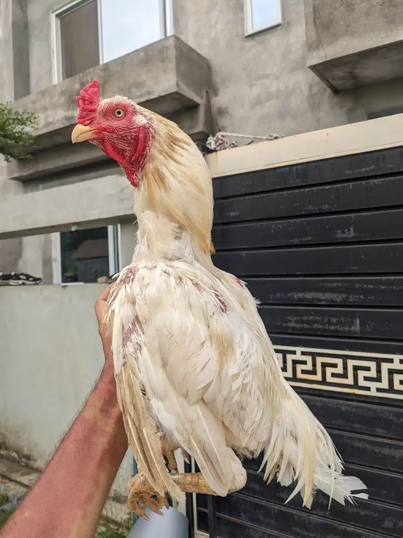 Heera aseel breeder — photo 3