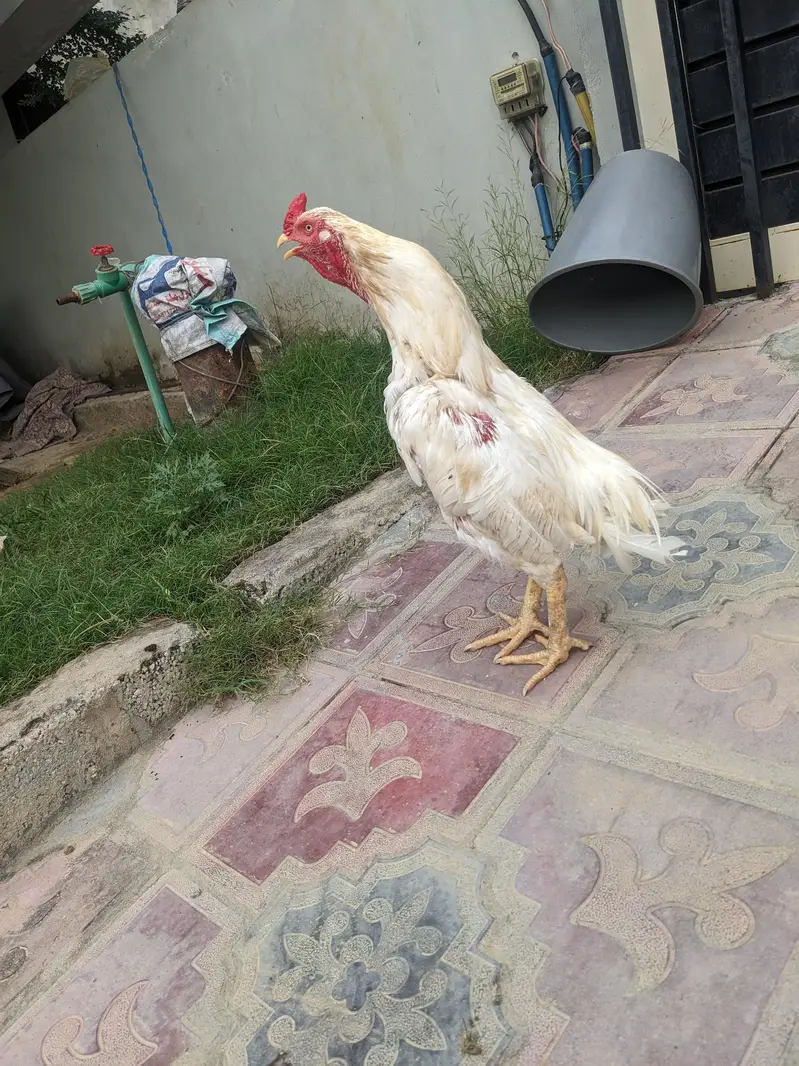 Heera aseel breeder — photo 4