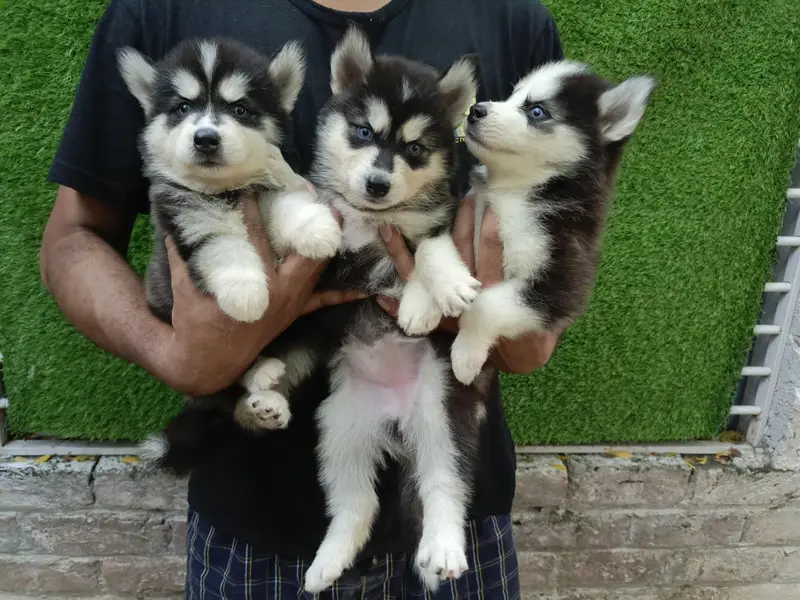 Huskies Puppies Pure Quality For Sale — photo 2