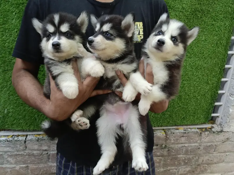 Huskies Puppies Pure Quality For Sale — photo 3