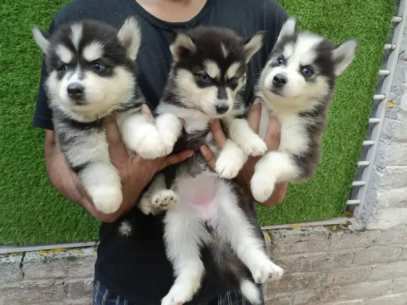 Huskies Puppies Pure Quality For Sale — photo 4