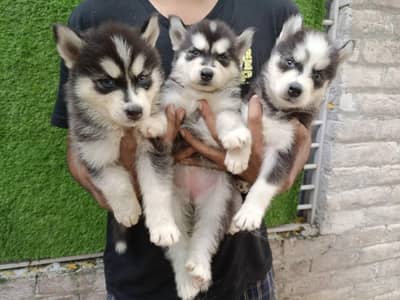 Huskies Puppies Pure Quality For Sale