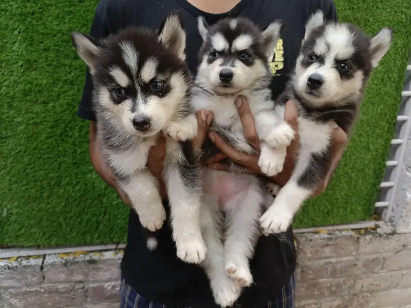 Huskies Puppies Pure Quality For Sale — photo 5