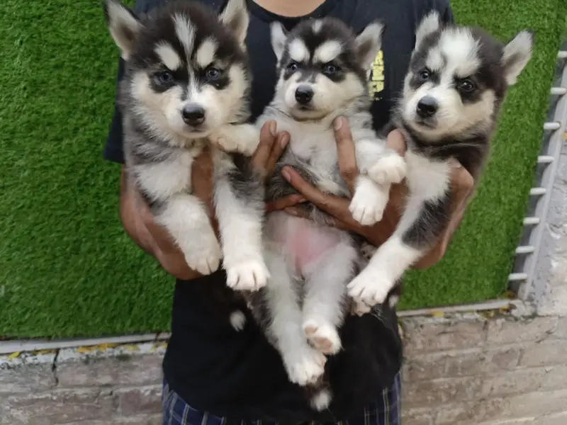 Huskies Puppies Pure Quality For Sale — photo 6