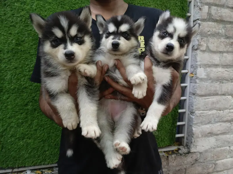 Huskies Puppies Pure Quality For Sale — photo 7