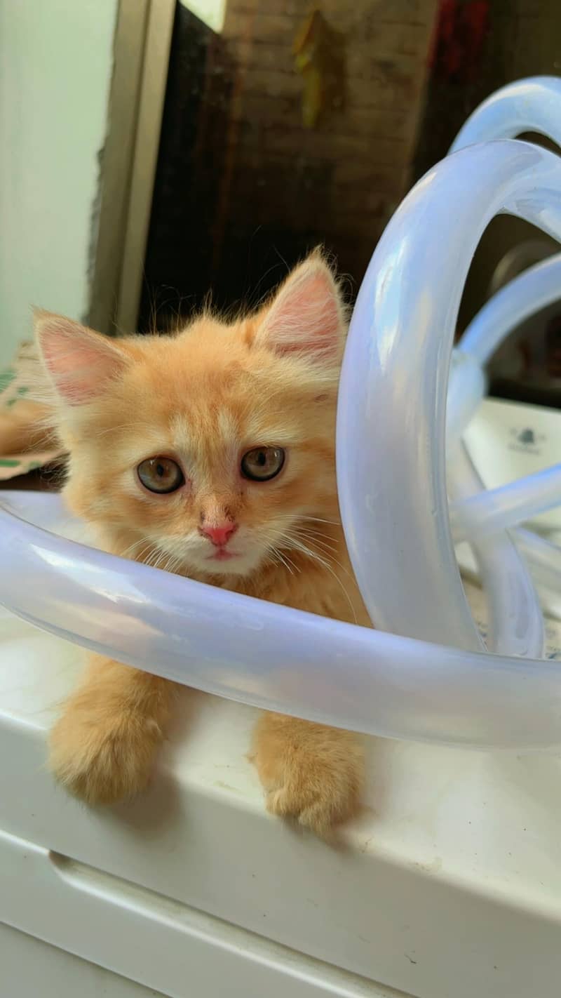 persion cat 1