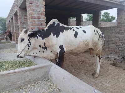 Kheera bull for sale