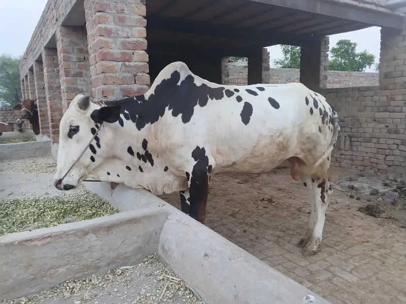 Kheera bull for sale