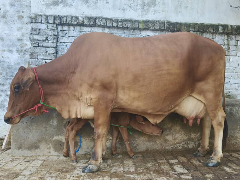 تازہ سوئی گائے مع بچھڑی برائے فروخت 2