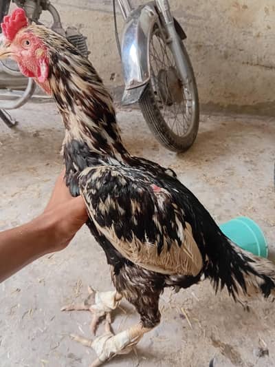 good quality for bird