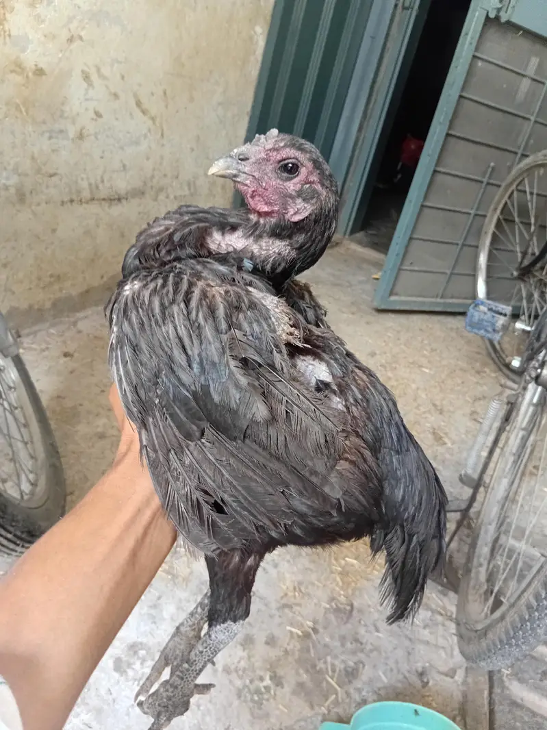 good quality for bird — photo 3