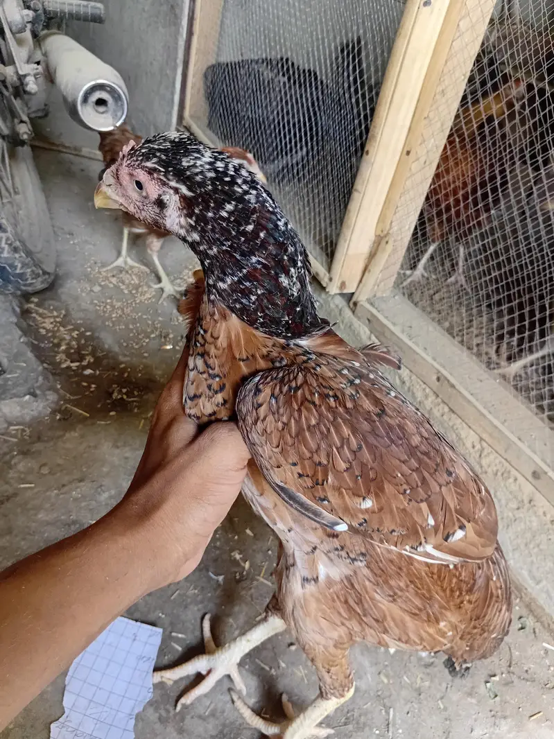good quality for bird — photo 5