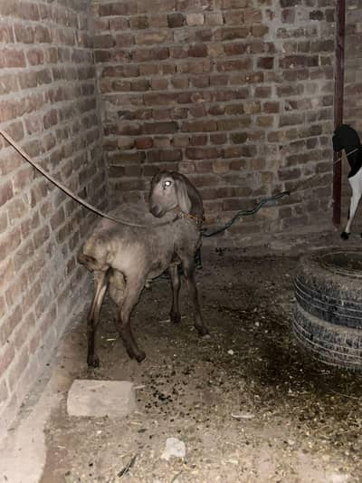 bakri with 1 male bacha. . and one sheep 7 month old