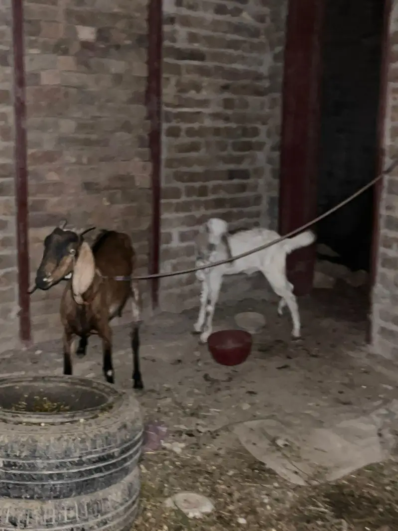 bakri with 1 male bacha. . and one sheep 7 month old — photo 2