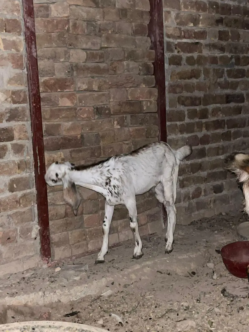 bakri with 1 male bacha. . and one sheep 7 month old — photo 3