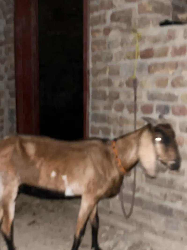 bakri with 1 male bacha. . and one sheep 7 month old — photo 4