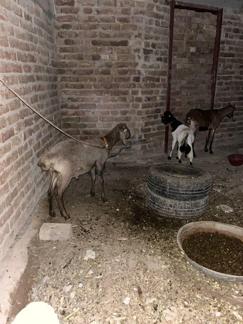 bakri with 1 male bacha. . and one sheep 7 month old — photo 5